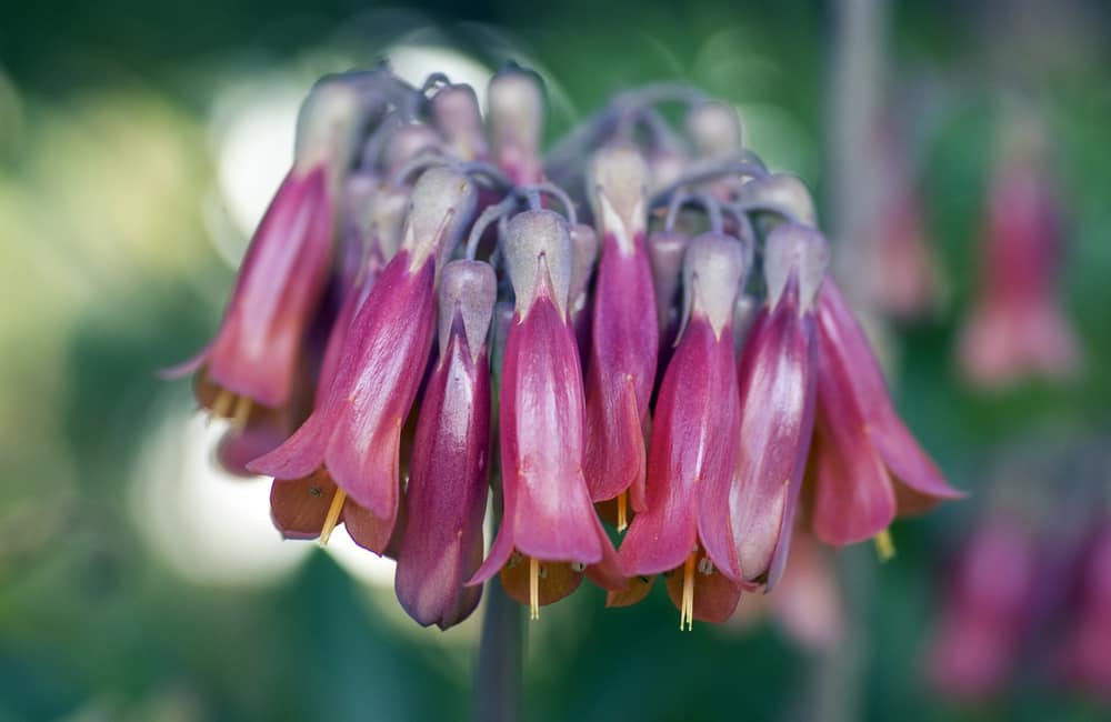 Bryophyllum Kinderwunsch